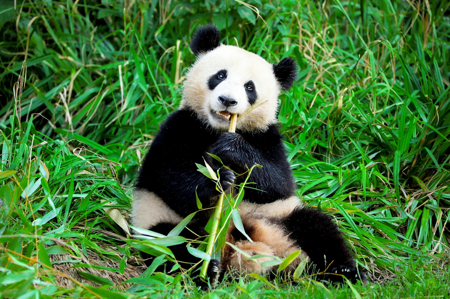 panda